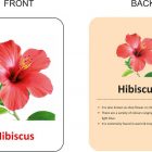 numbers-flash-cards-body-parts-flash-cards-action-flash-cards-original-imag9fpeqxatkxh5